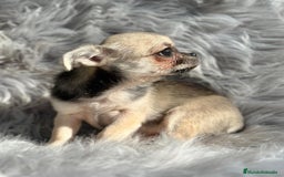 Chihuahua perros en venta: CHIHUAHUA MACHO DISPONIBLE - Anuncio 2