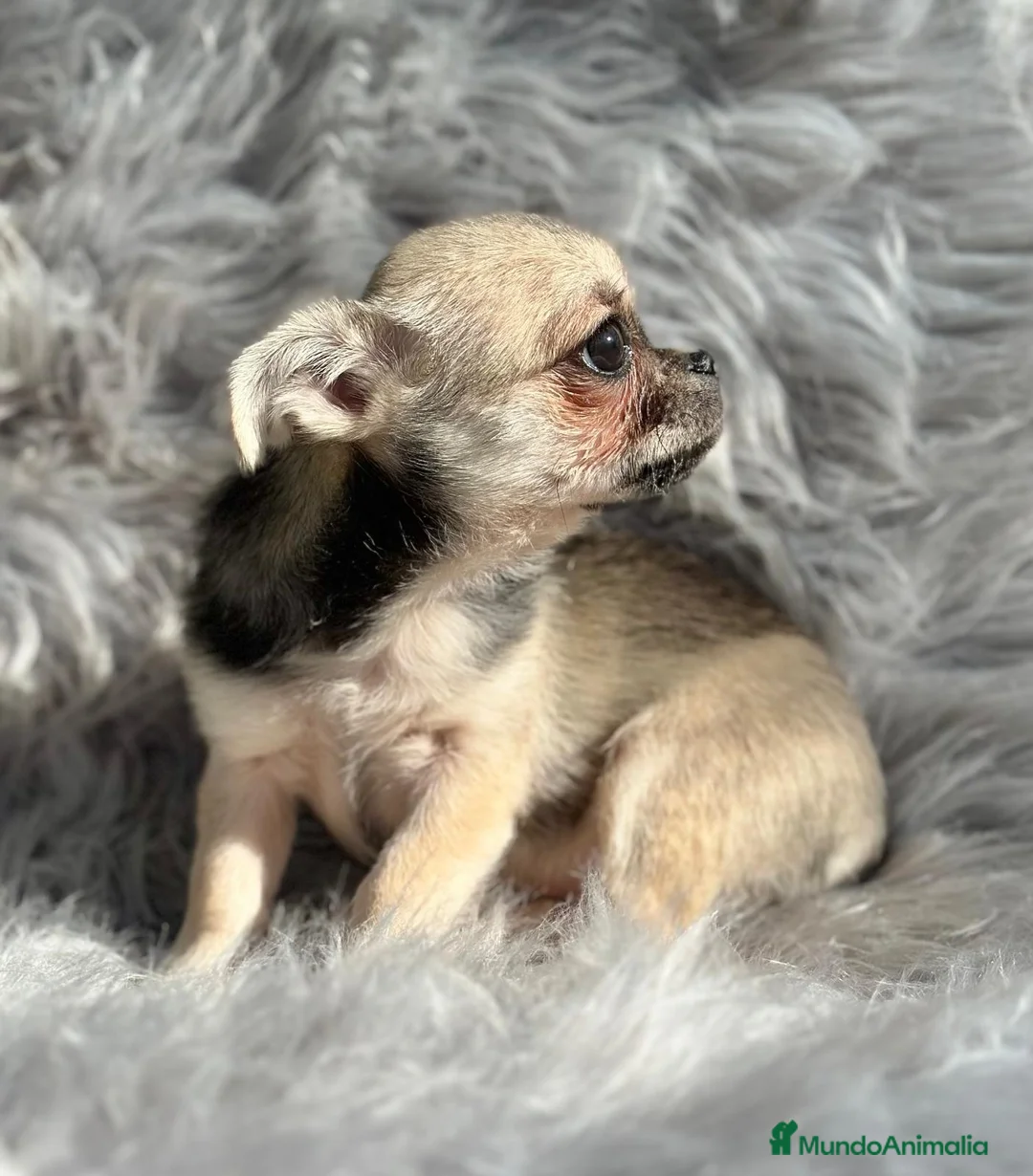 Chihuahua perros en venta: CHIHUAHUA MACHO DISPONIBLE - Anuncio 2