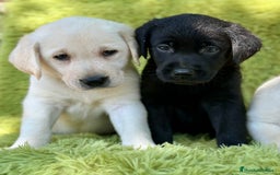 Labrador Retriever perros en venta: Labrador retriever  - Imagen 1