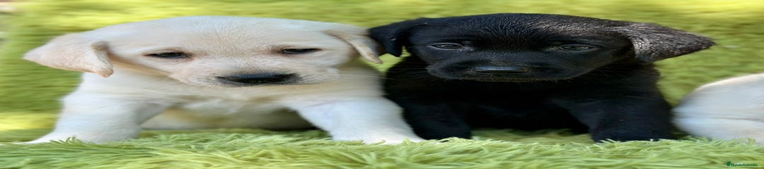 Labrador Retriever Cachorro 3