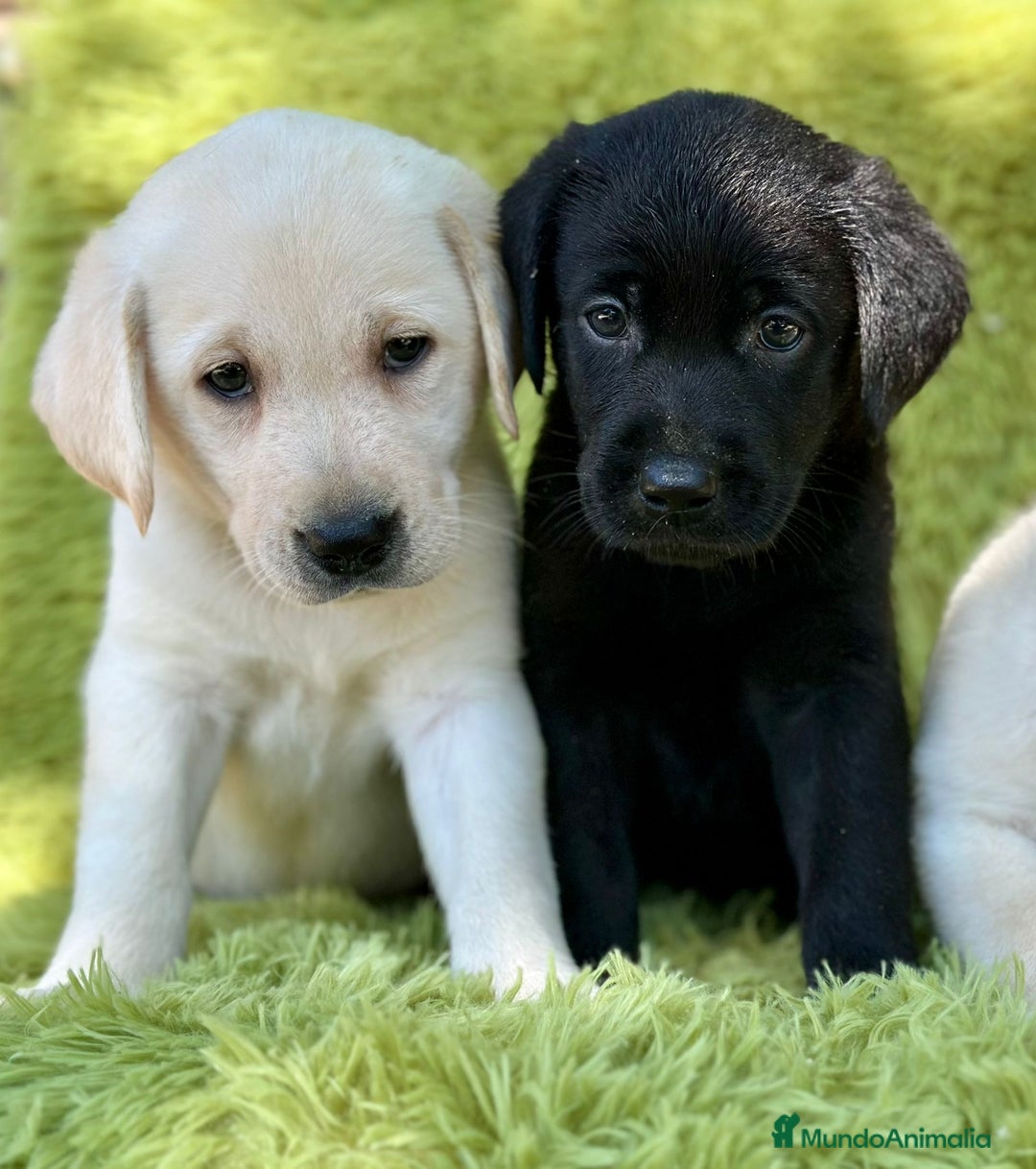 Labrador Retriever perros en venta: Labrador retriever  - Imagen 1