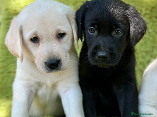 Labrador Retriever perros - Anuncio 8