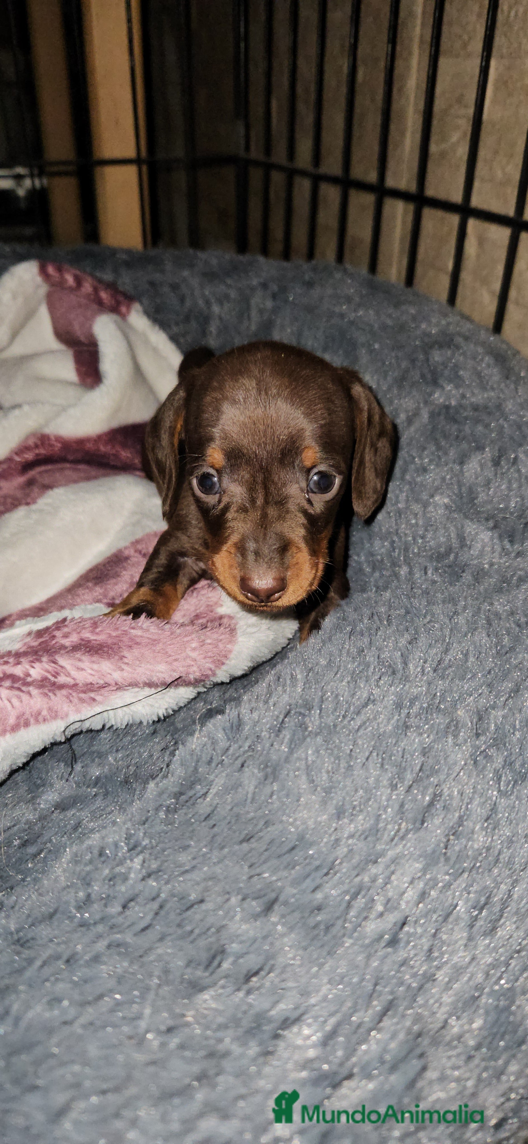 Teckel perros Teckel miniatura  - Anuncio 2