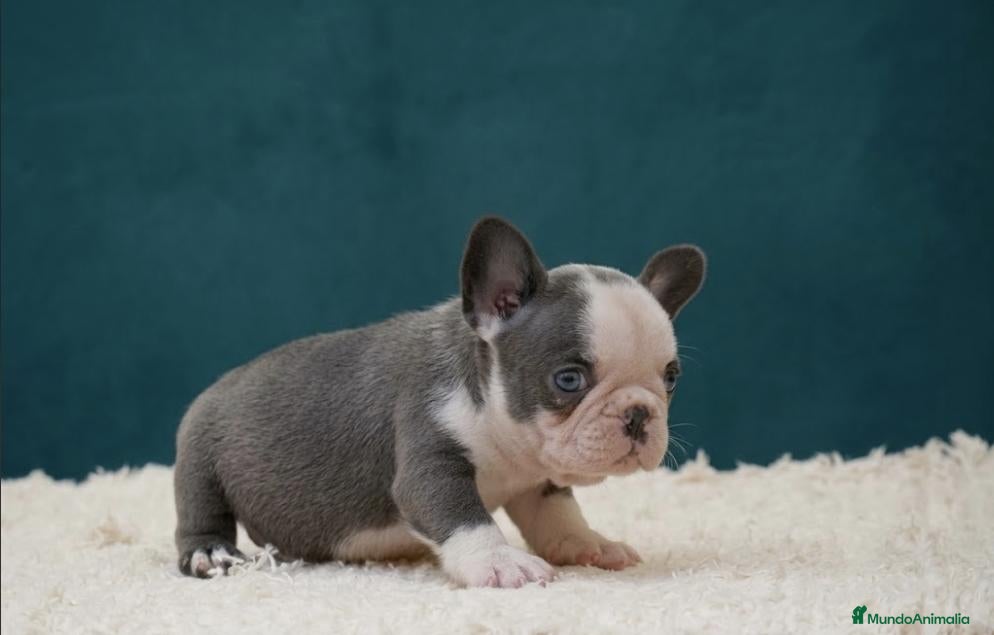 Bulldog Francés perros Cachorros de Bulldog Frances  - Anuncio 2