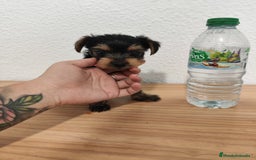 Yorkshire Terrier perros en venta: YORKSHIRE TERRIER ♀️♂️ - Imagen 1