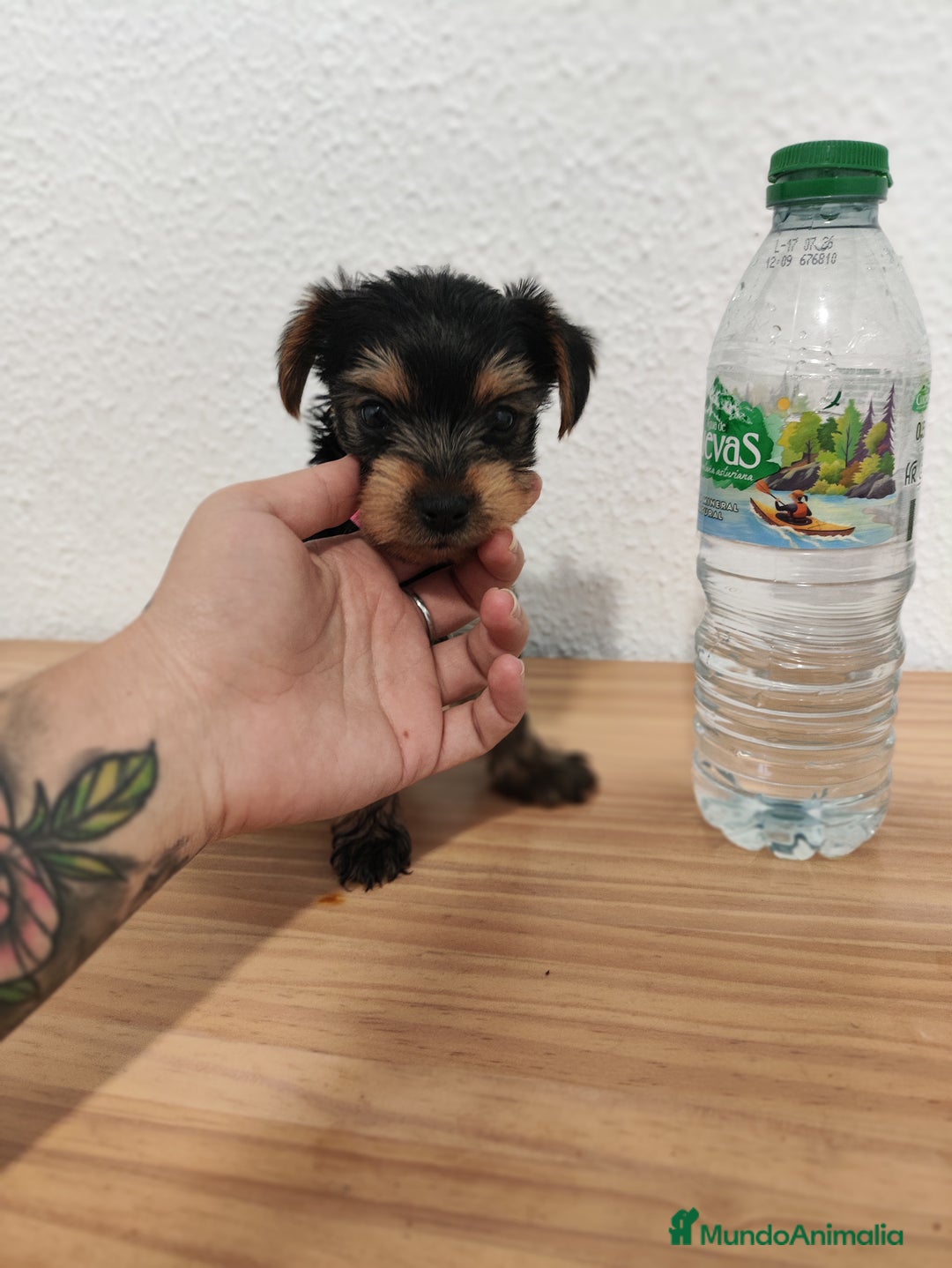 Yorkshire Terrier perros en venta: YORKSHIRE TERRIER ♀️♂️ - Imagen 1