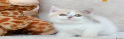 Británico de Pelo Corto gatos en venta: 🔥 British Shorthair de alta calidad disponibles - Anuncio 3