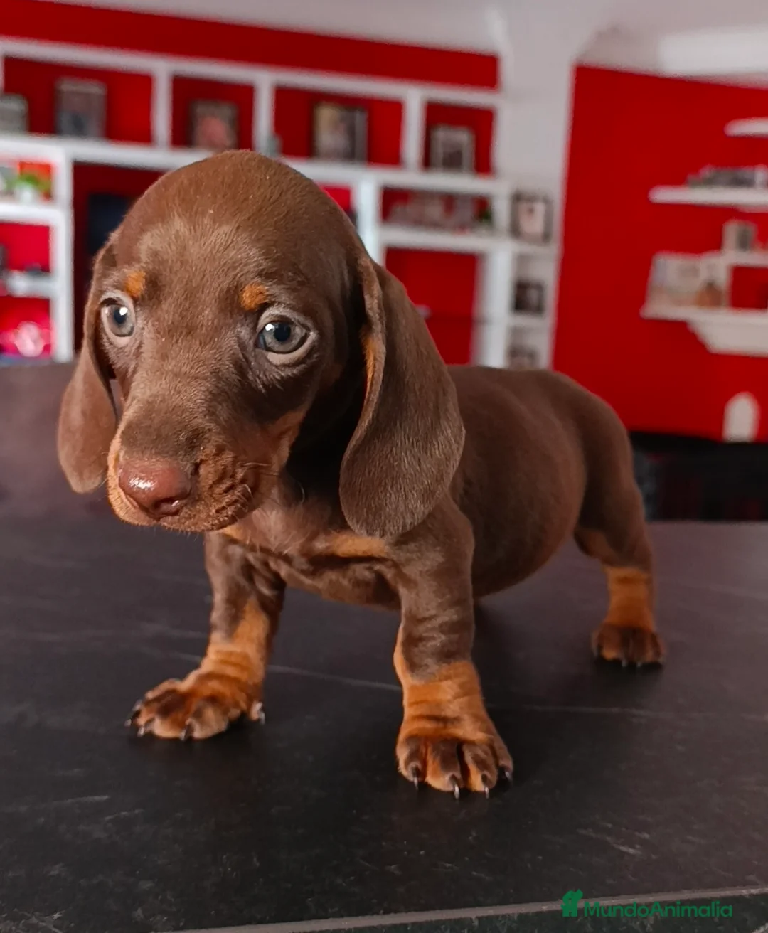 Teckel Miniatura perros en venta: Teckel - Anuncio 1