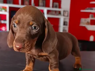 Teckel Miniatura perros Teckel - Anuncio 2