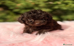 Maltipoo perros en venta: Maltipoo chocolate - Anuncio 3