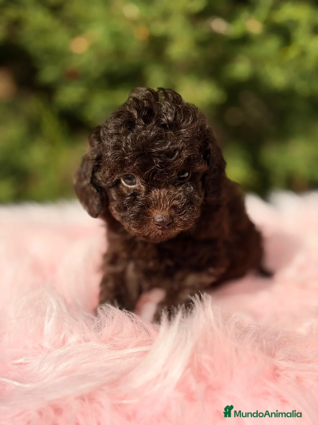 Maltipoo perros en venta: Maltipoo chocolate - Anuncio 3