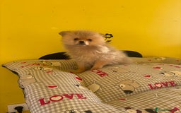 Pomerania perros en venta: Pomerania machos - Imagen 6