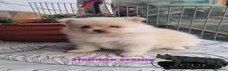 Pomerania perros en venta: Pomeranias hembras - Anuncio 2