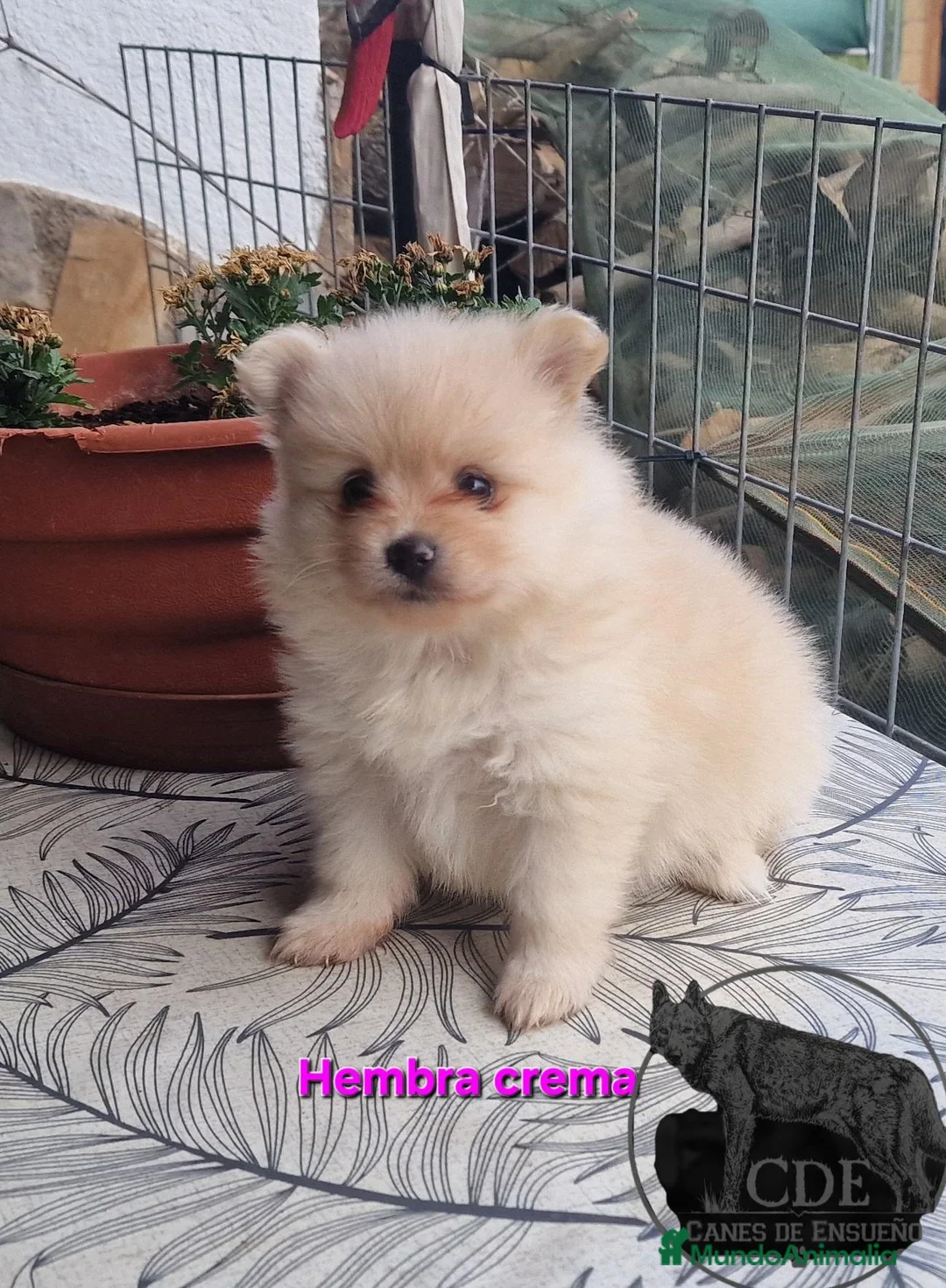 Pomerania perros en venta: Pomeranias hembras - Anuncio 2