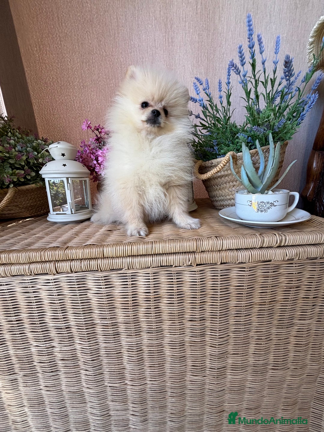 Pomerania perros en venta: Pomerania hembra vacunación completa  - Imagen 6
