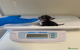 Chihuahua perros en venta: Chihuahua micro Toy disponible - Imagen 2