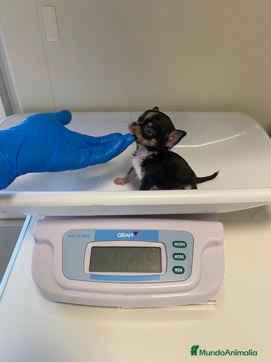 Chihuahua perros en venta: Chihuahua micro Toy disponible - Imagen 2