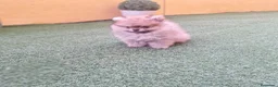 Teckel Miniatura perros en venta: LULU DE POMERANIA TOY - Anuncio 4