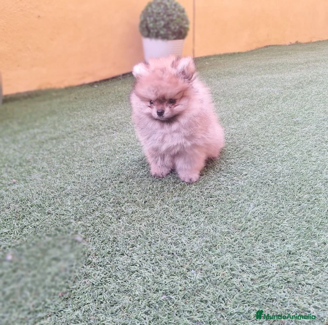Teckel Miniatura perros en venta: LULU DE POMERANIA TOY - Anuncio 4