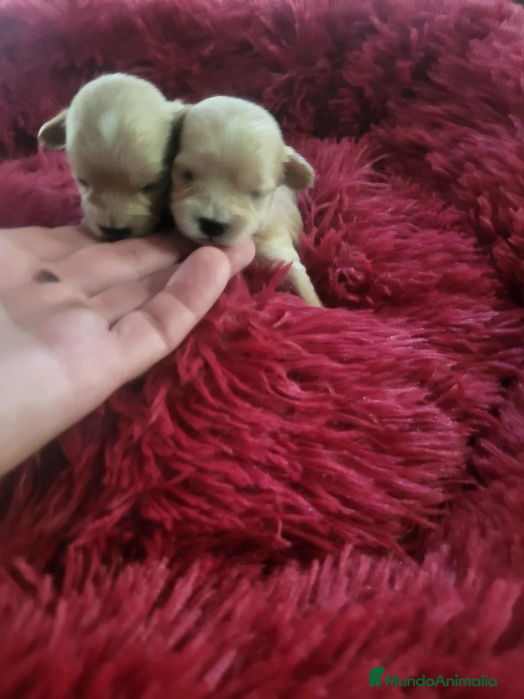 Maltipoo perros en venta: Maltipoo  - Anuncio 2