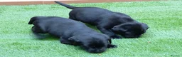 Labrador Retriever perros en venta: Camada de labradores  en Toledo - Anuncio 4