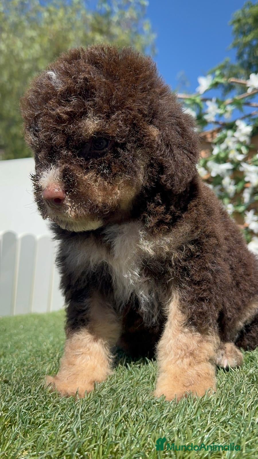 Perro de Agua Español perros en venta: PERRO DE AGUA ESPAÑOL - Anuncio 16
