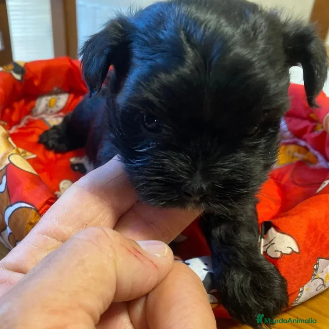 Maltipoo perros en venta: Maltipoo - Anuncio 2