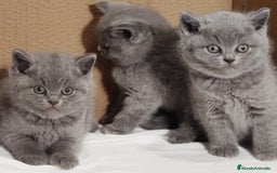 Británico de Pelo Corto Azul gatos en venta: British Shorthair  - Anuncio 3