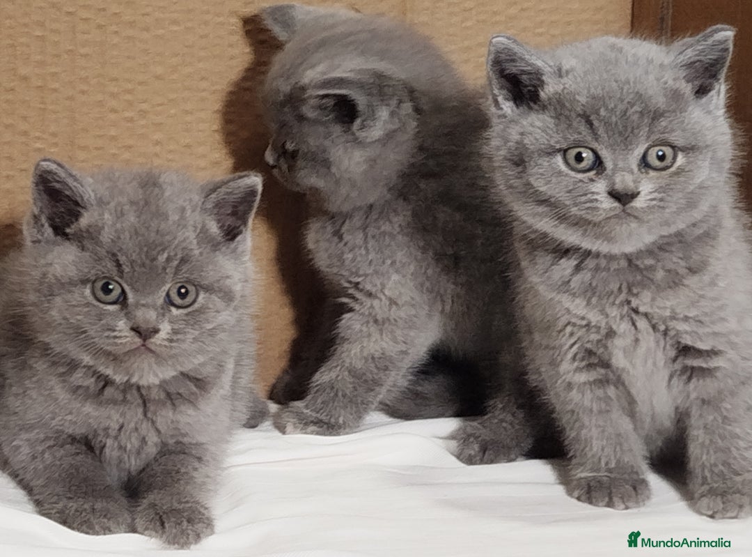 Británico de Pelo Corto Azul gatos en venta: British Shorthair  - Anuncio 3