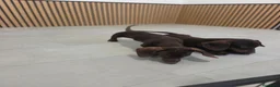 Teckel Miniatura perros en venta: Teckel Mini chocolate machos  - Anuncio 12