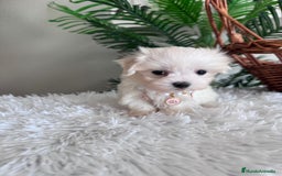Bichón Maltés perros en venta: BICHON MALTES HEMBRA - Imagen 10