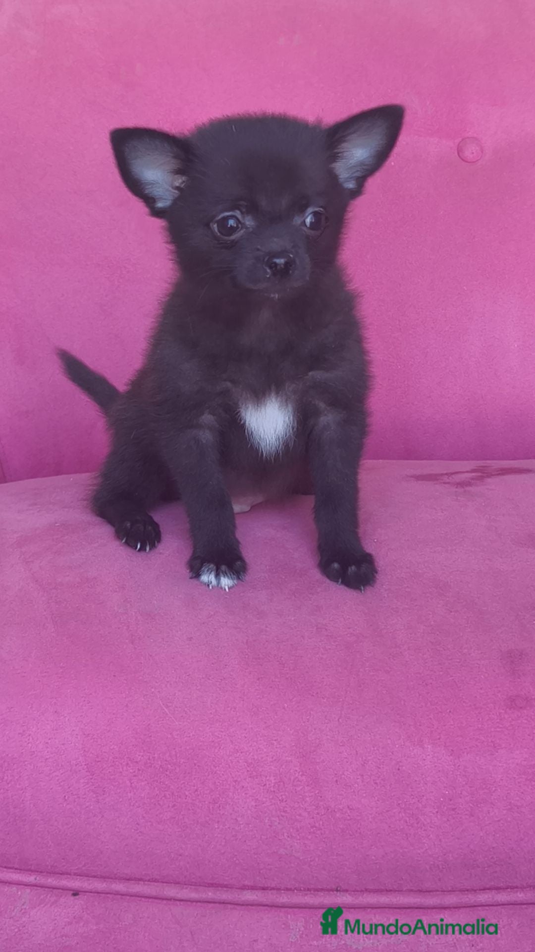 Chihuahua perros Chihuahua Toy macho negro  - Anuncio 2