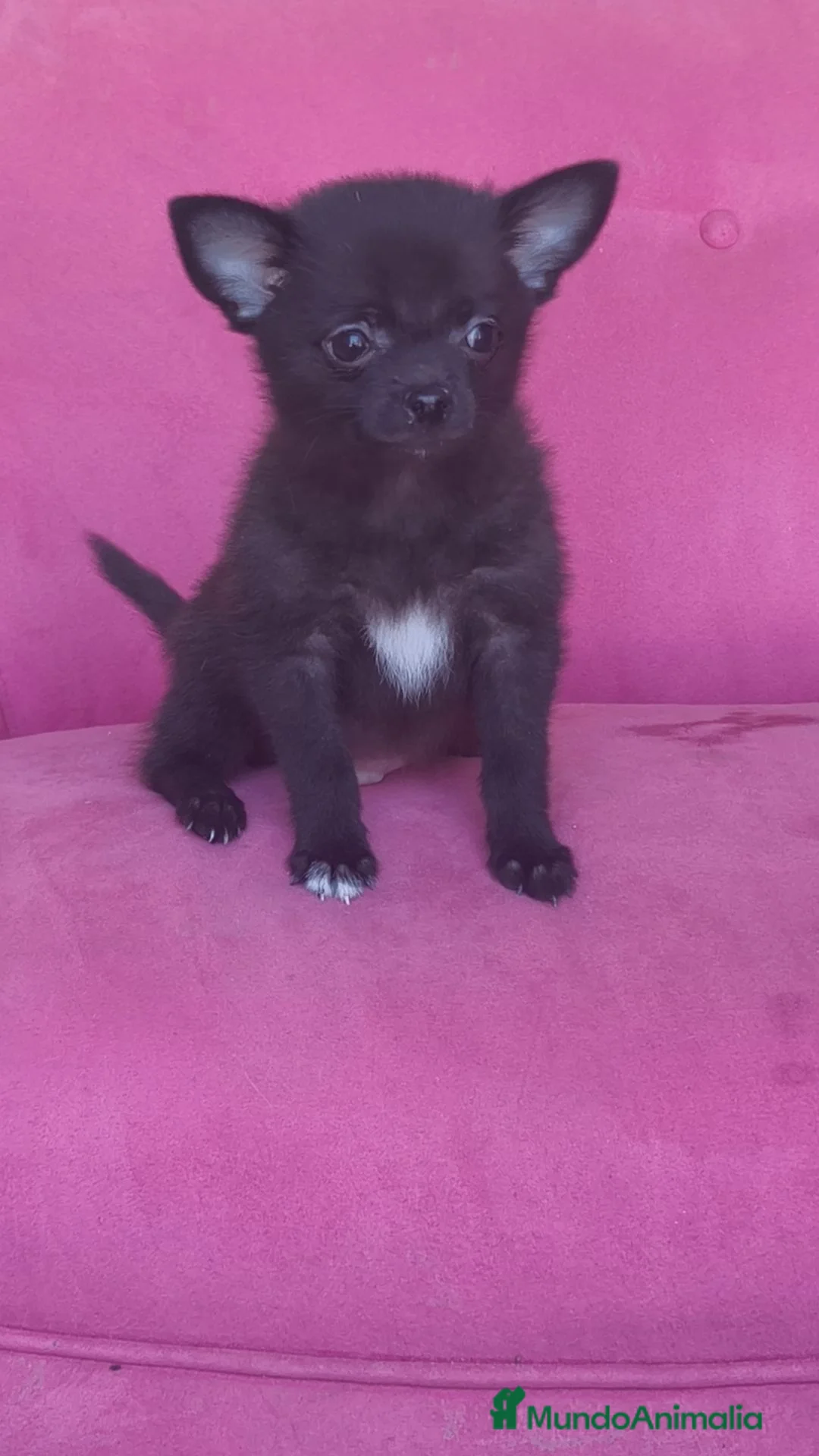 Chihuahua perros en venta: Chihuahua Toy macho negro  - Anuncio 1