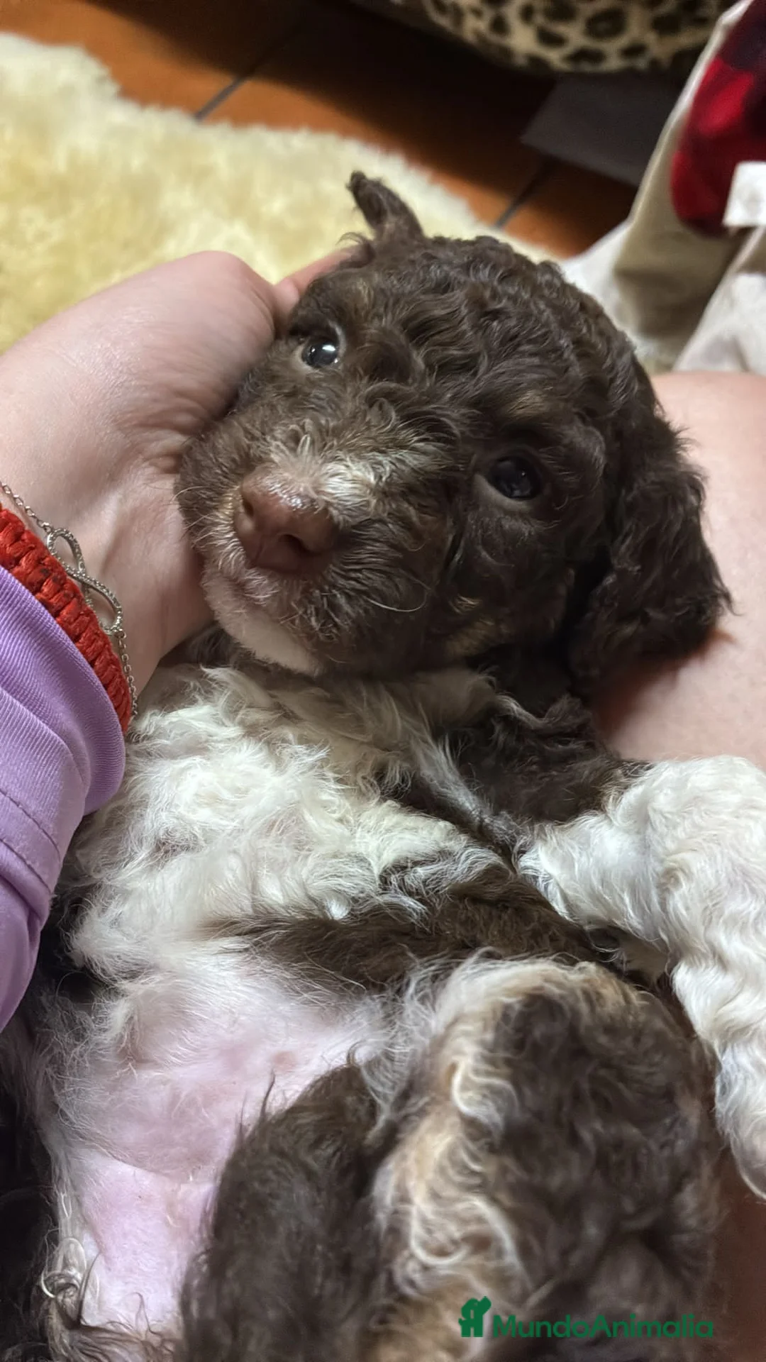 Perro de Agua Español perros en venta: ❗❗❗MACHO BICOLOR ❗❗❗ en Madrid - Anuncio 1