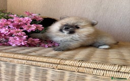Pomerania perros en venta: Pomerania hembra sable disponible !! - Imagen 2