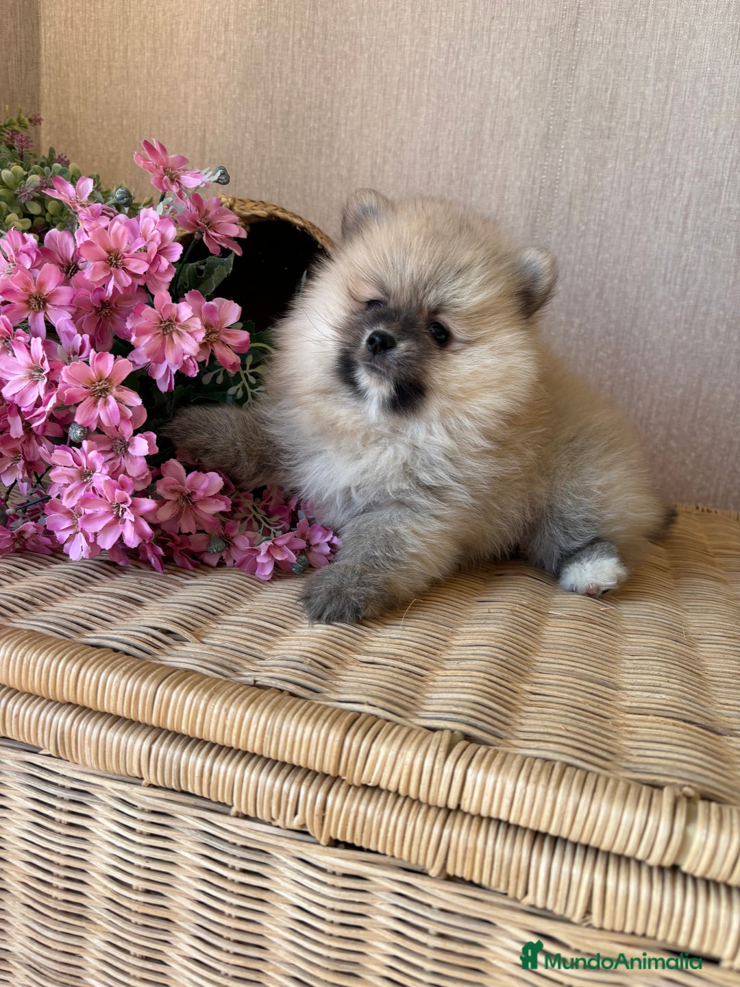 Pomerania perros en venta: Pomerania hembra sable disponible !! - Imagen 2
