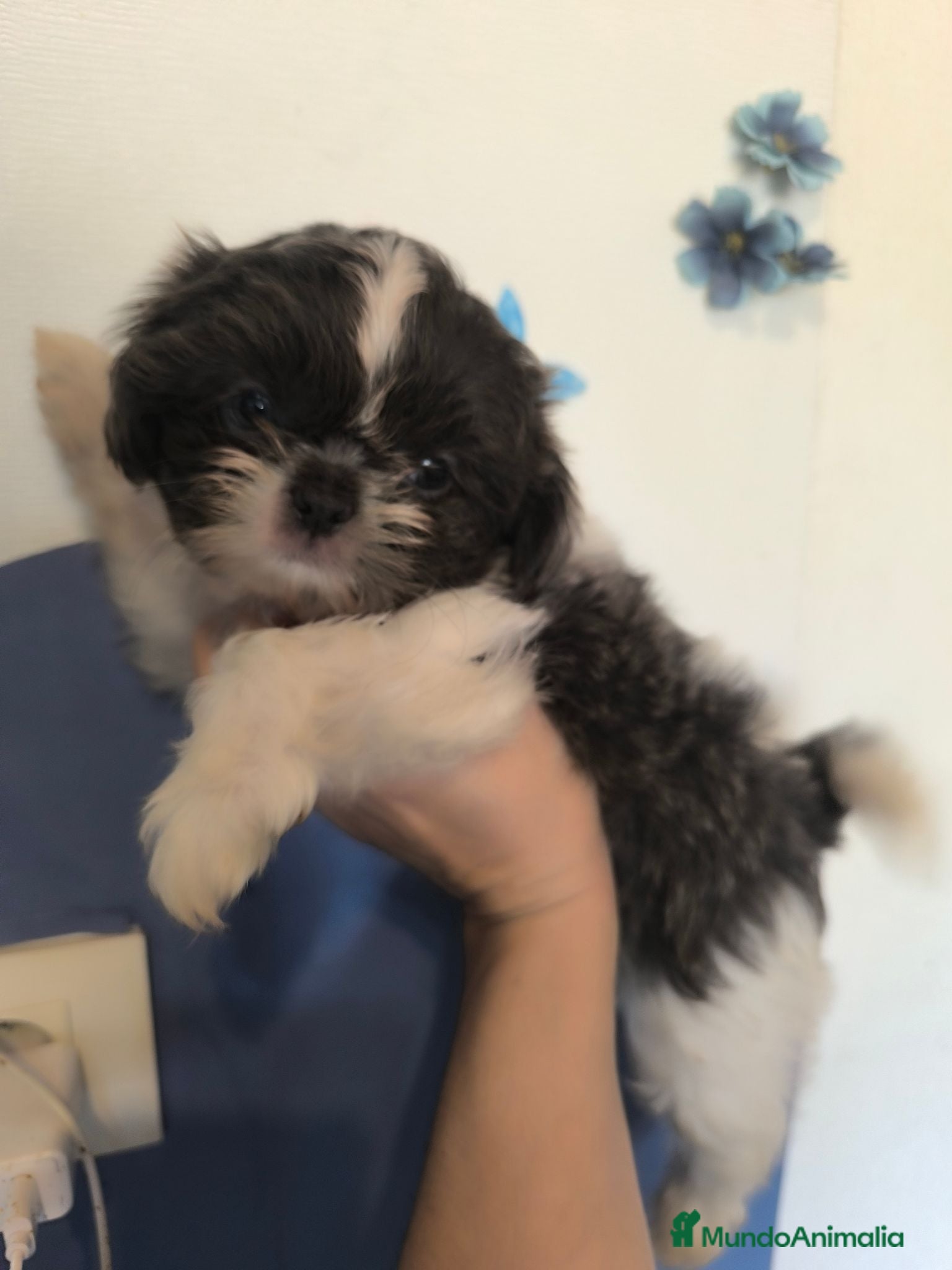 Shih Tzu perros Shih tzu en Curtis la Coruña  - Anuncio 1