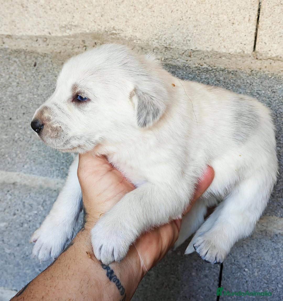 Mastín Español perros en venta: MASTÍN ESPAÑOL - Anuncio 10