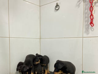Pinscher Miniatura perros - Anuncio 1