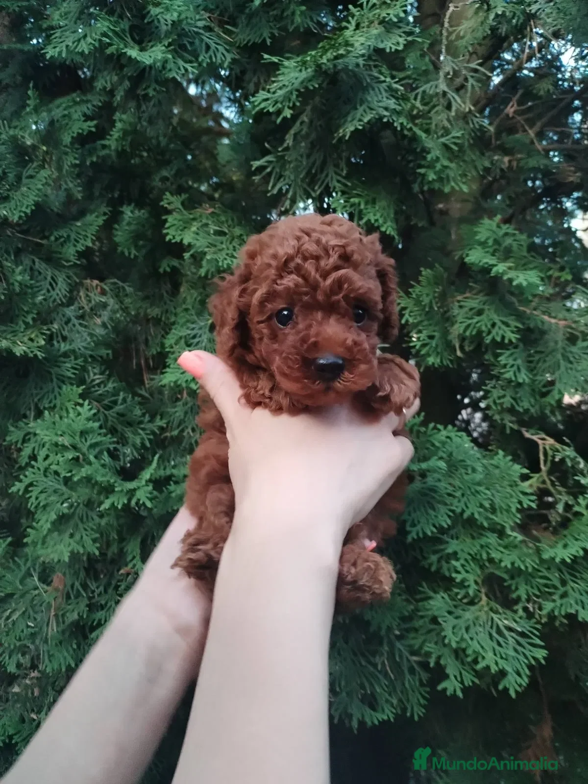 Caniche Toy perros caniche toy super pequeño  - Anuncio 1