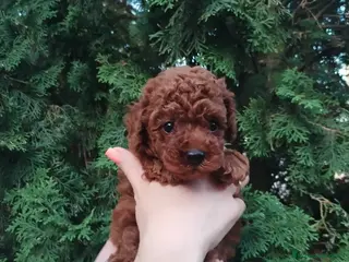 Caniche Toy perros en venta: caniche toy super pequeño - Anuncio 4