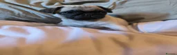 Carlino - Pug perros en venta: Cachorros de carlino pug  - Anuncio 3