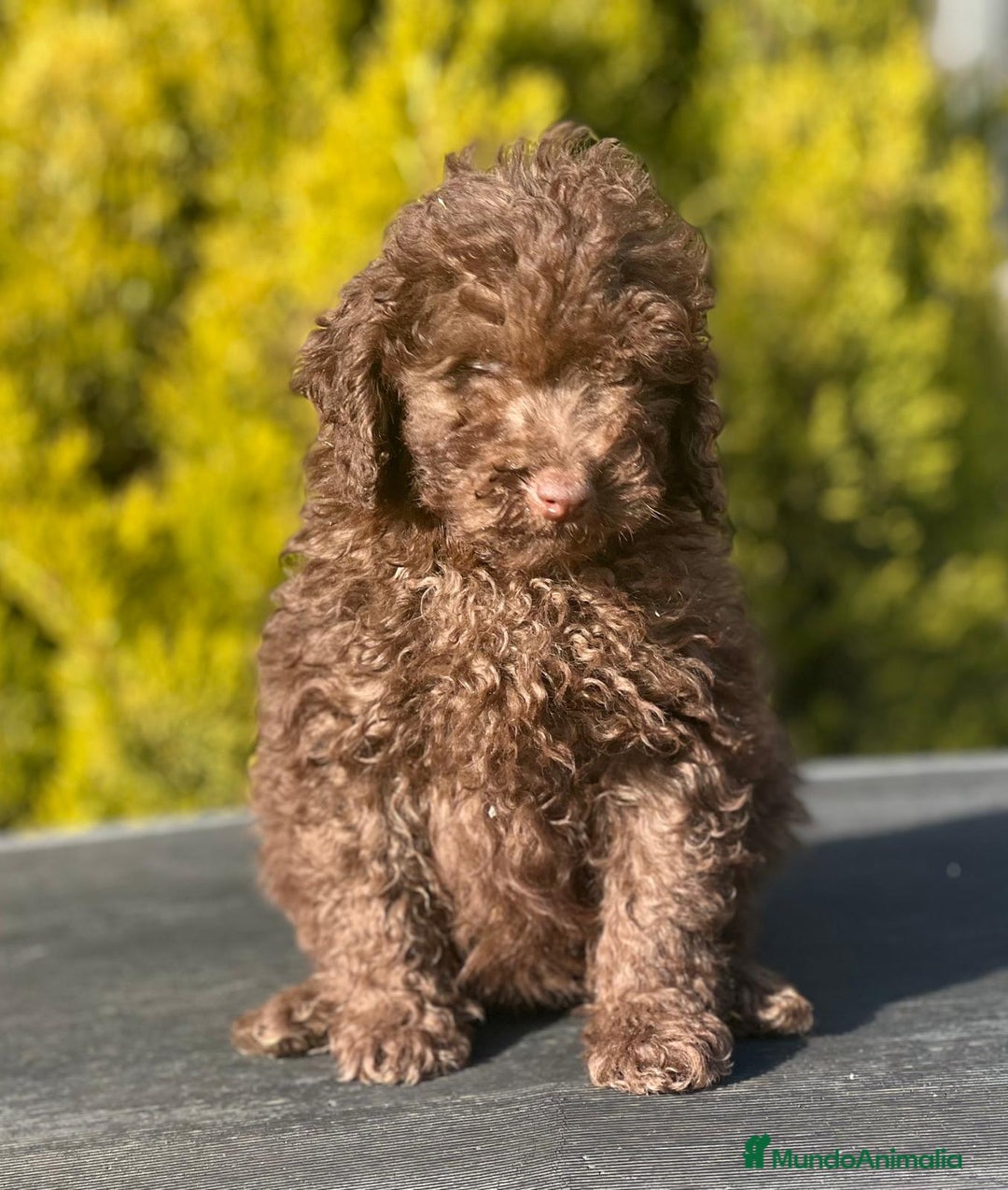 Caniche Toy perros en venta: Caniche toy chocolate  en Barcelona - Imagen 2