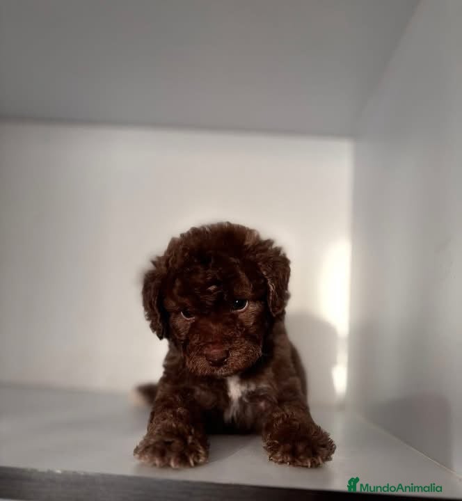 Perro de Agua Español perros en venta: PERRO DE AGUA ESPAÑOL  - Anuncio 4