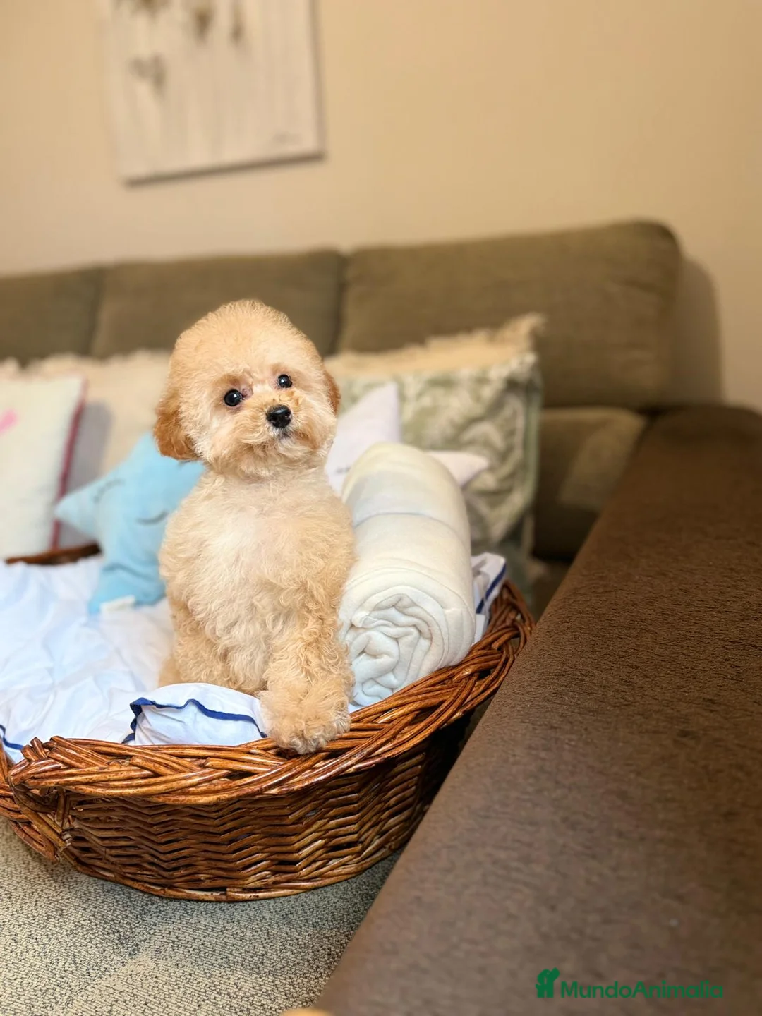 Caniche Toy perros en venta: Caniche Toy apricot lista para entregar  - Anuncio 5