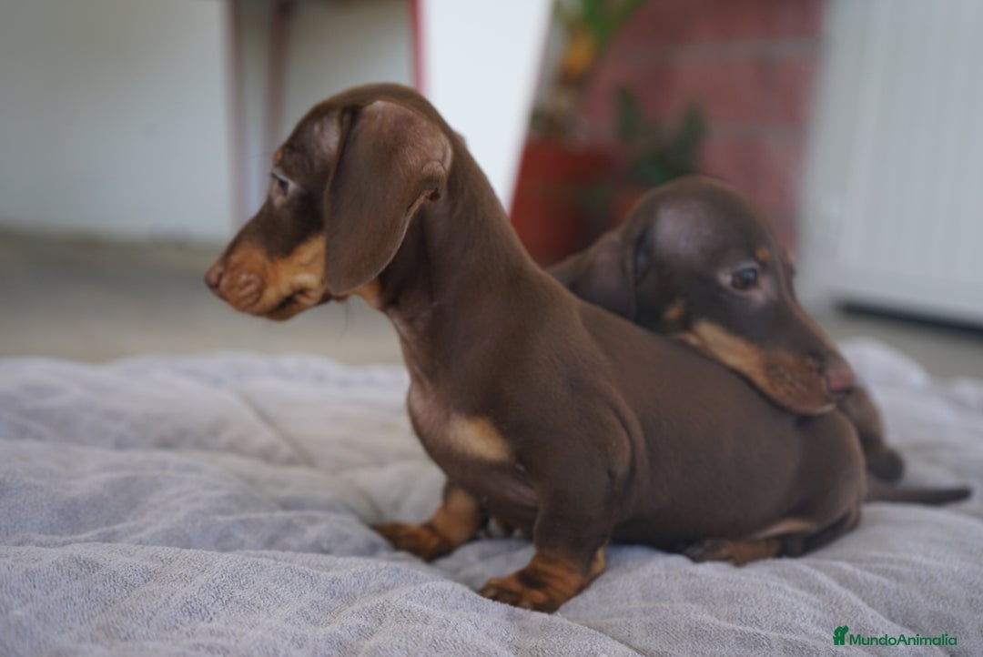 Teckel Miniatura perros en venta: ✨ Cacao & Bongo ✨ - Imagen 10