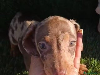 Teckel Miniatura perros Teckel Mini Arlequin - Anuncio 20