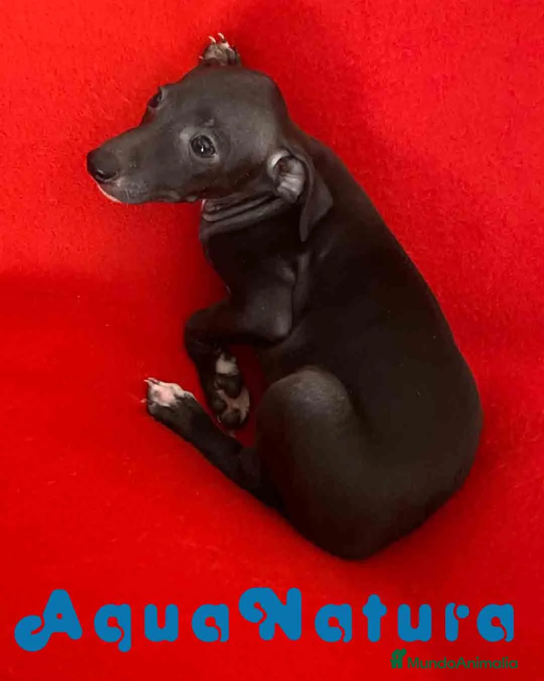 Pequeño Lebrel Italiano perros en venta: Camada Lebrel Italiano machos - AQUANATURA en Barcelona - Anuncio 11