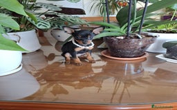Ratón de Praga perros en venta: Ratón de Praga  - Imagen 2