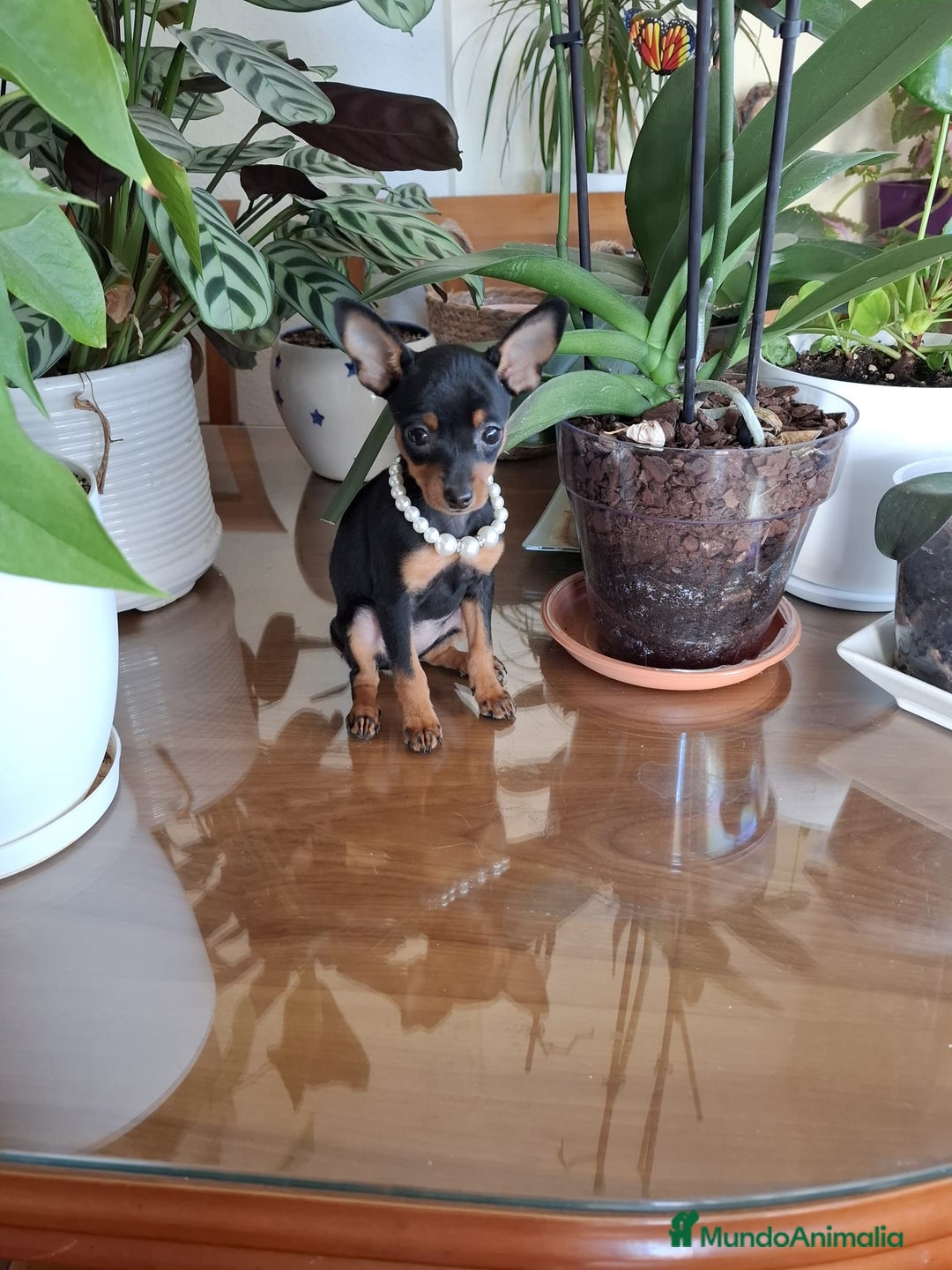 Ratón de Praga perros en venta: Ratón de Praga  - Imagen 2